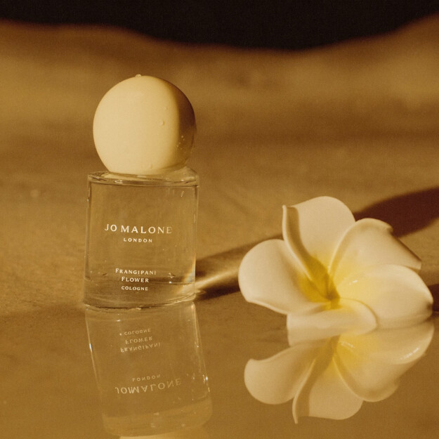 colonia de flor de frangipani