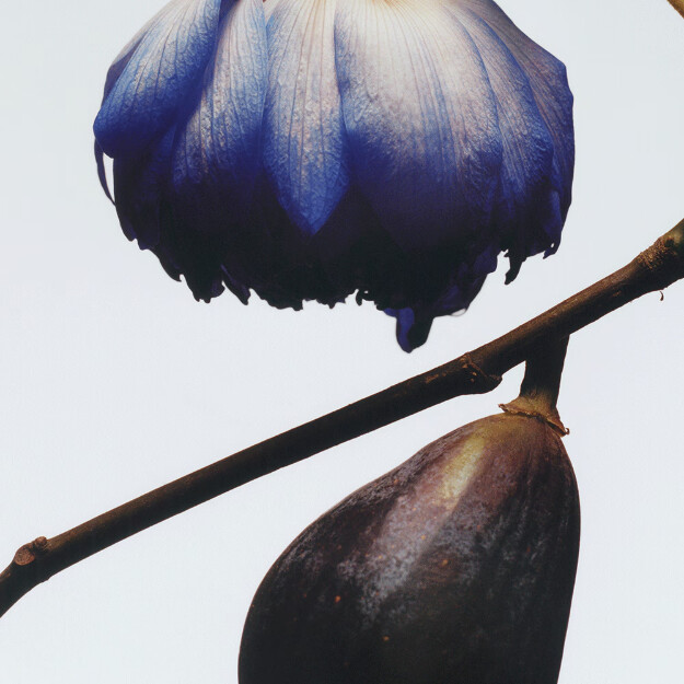 colonia de higo y flor de loto