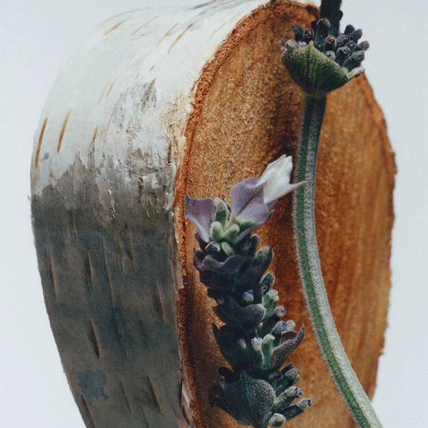 colonia de abedul plateado y lavanda