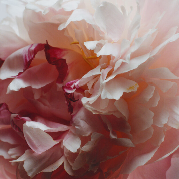 recambio de ante peony blush